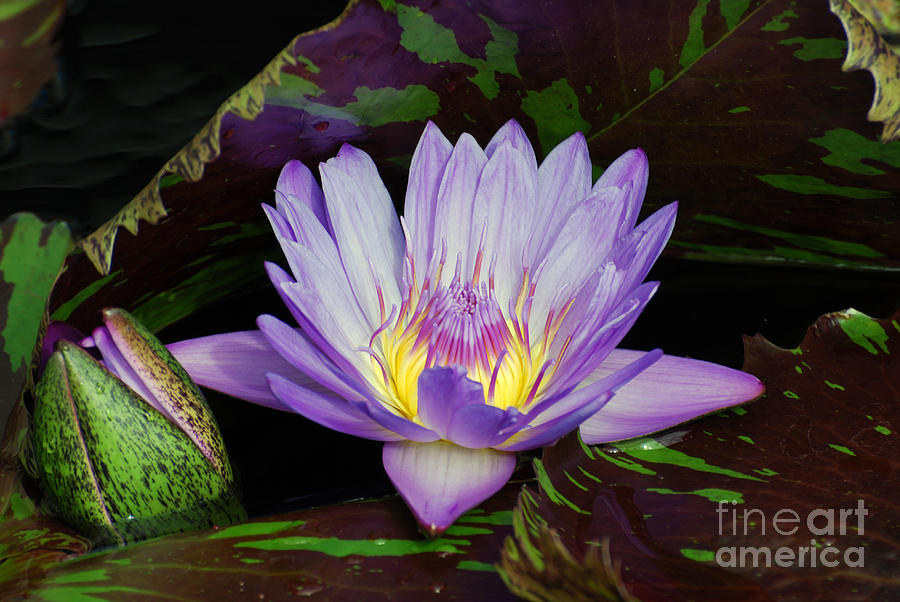 Water Lily Leopardess by Scott D Welch Water Lily Leopardess by Scott D Welch
