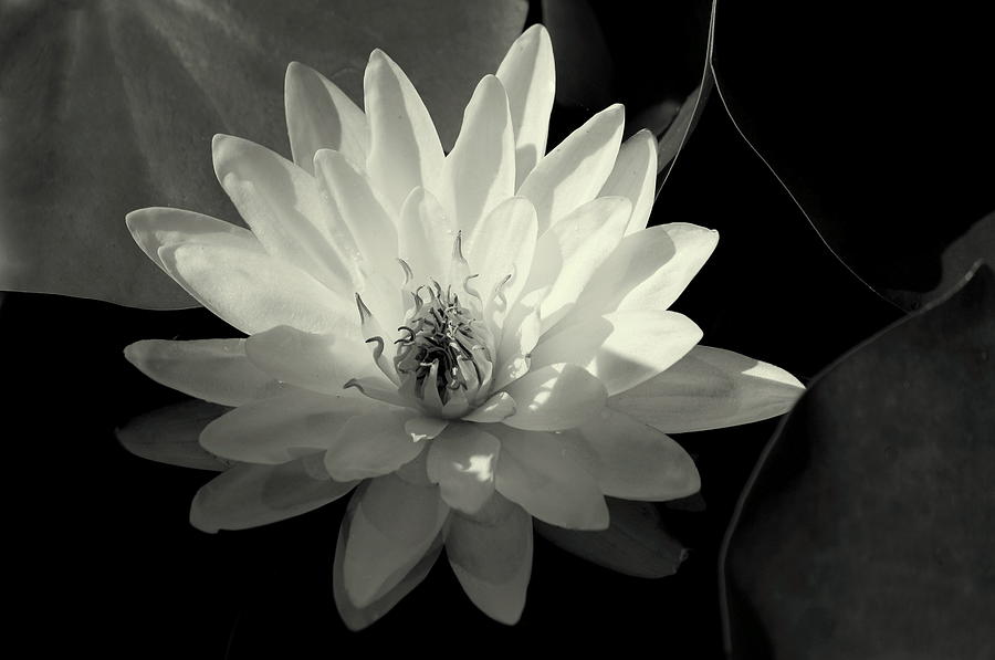 Flowers Still Life Photograph - Water Lily Light by Rosanne Jordan