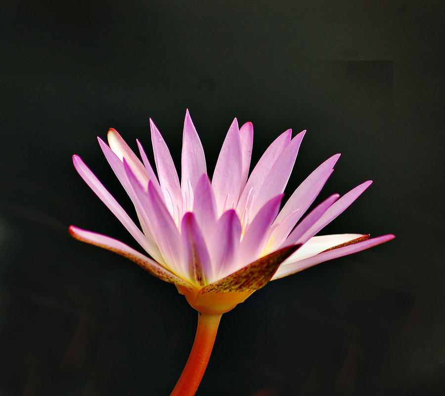 Water Lily Photograph by Linda Brown
