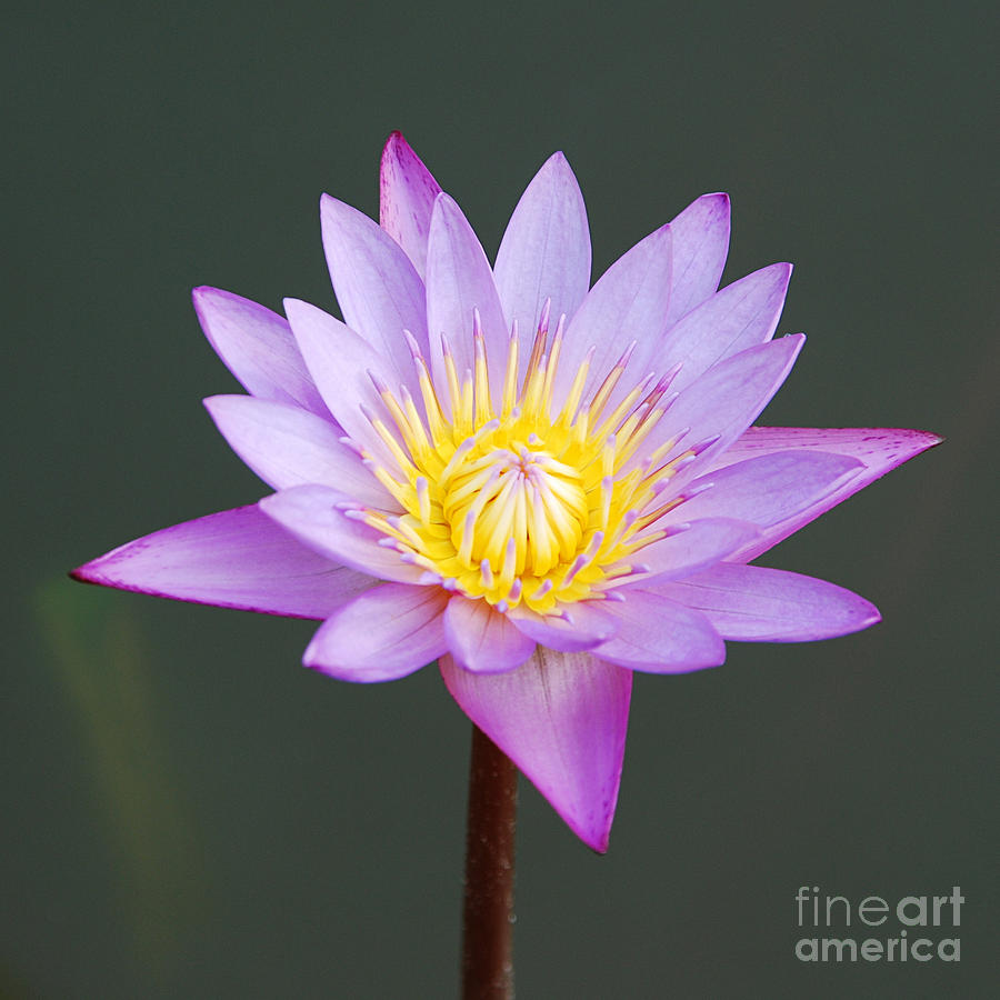 Lily Photograph - Water Lily by Luis Alvarenga