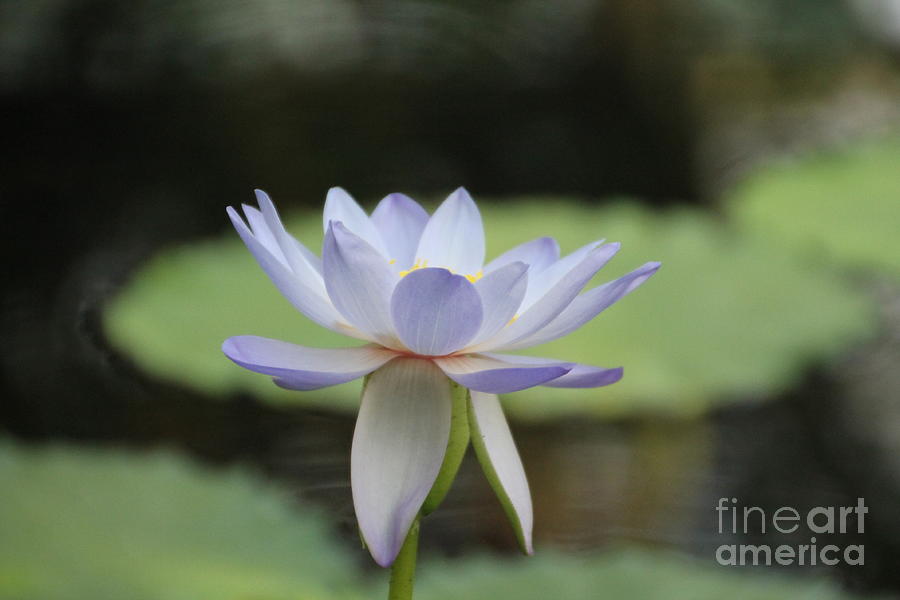Water Lily Photograph by Lynn England