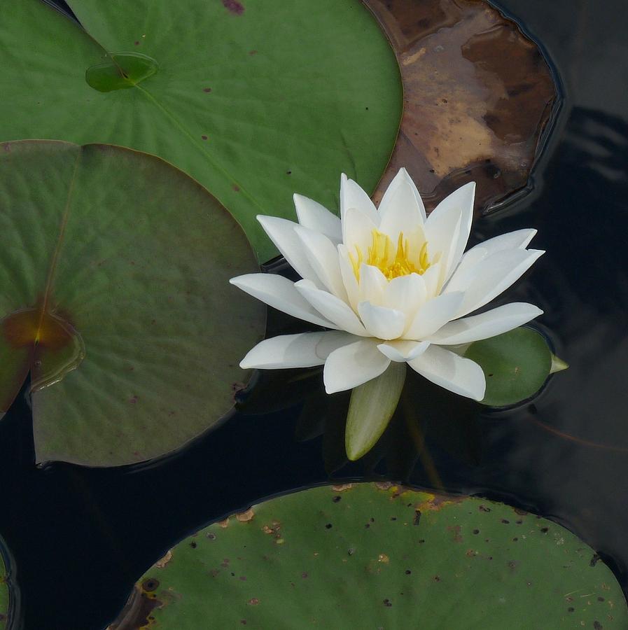 Water Lily Photograph by Lynn Macintyre | Fine Art America