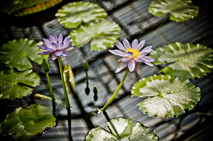 Water Lily Photograph by Mark Llewellyn