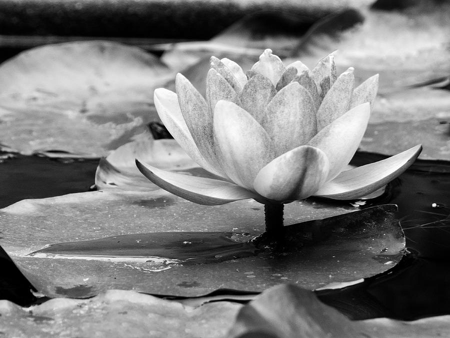 Water Lily Photograph by Michelle Joseph-Long