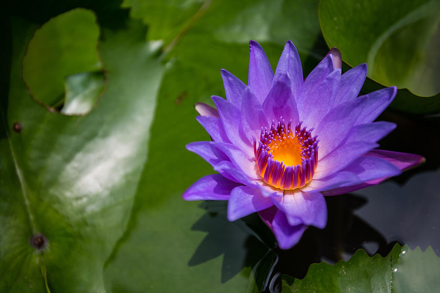 Water Lily Photograph by Mike Lee