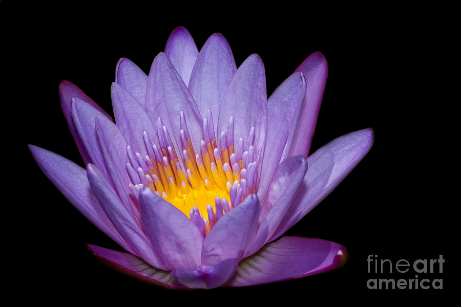 Water Lily Photograph by Mimi Ditchie