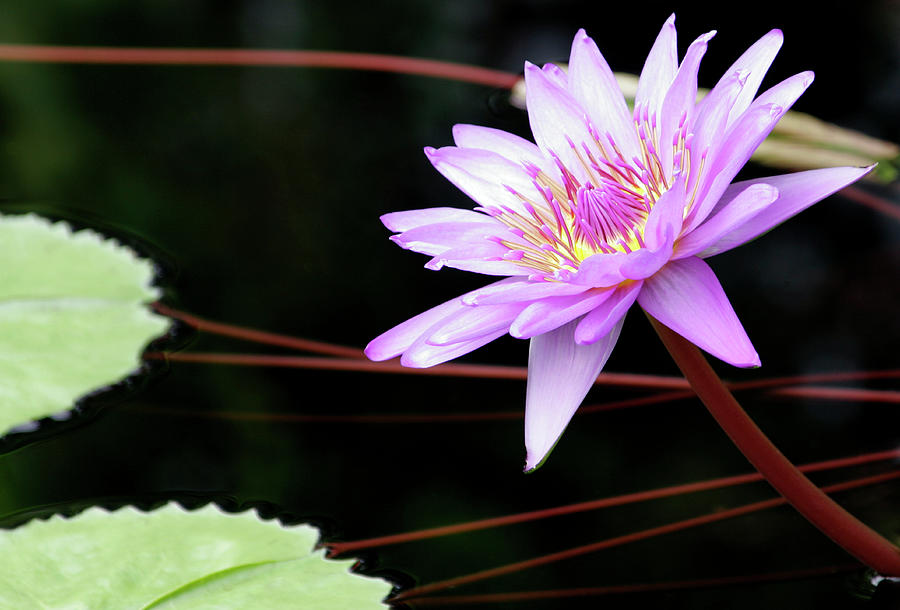 Water-lily Photograph by Nick Wiseman/science Photo Library