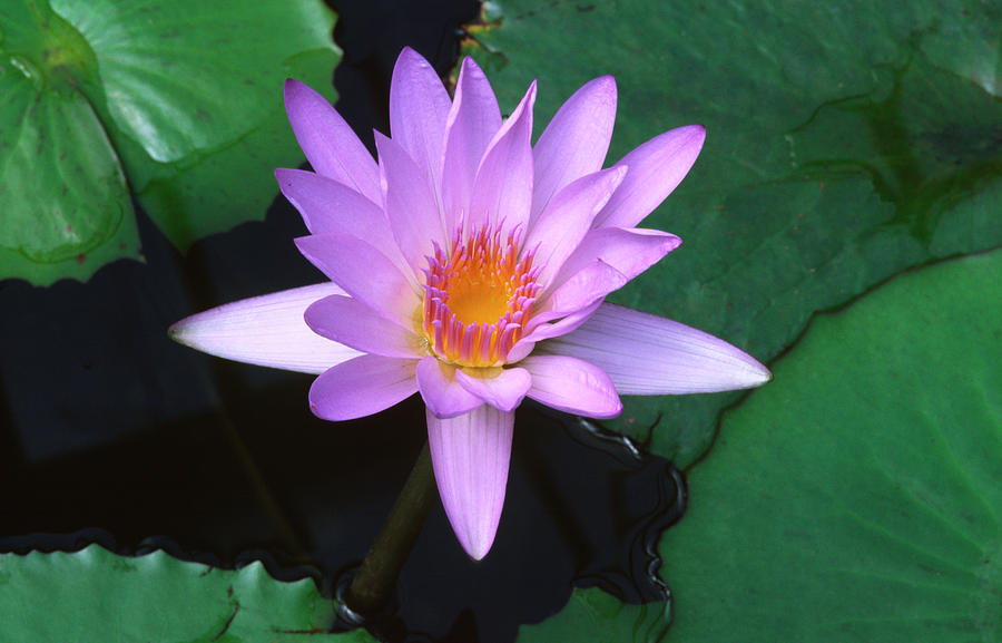 Water Lily Photograph by Nigel Downer - Fine Art America