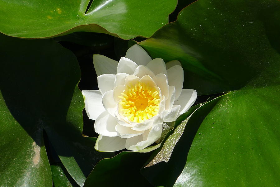 Water Lily Photograph by Nora Boghossian