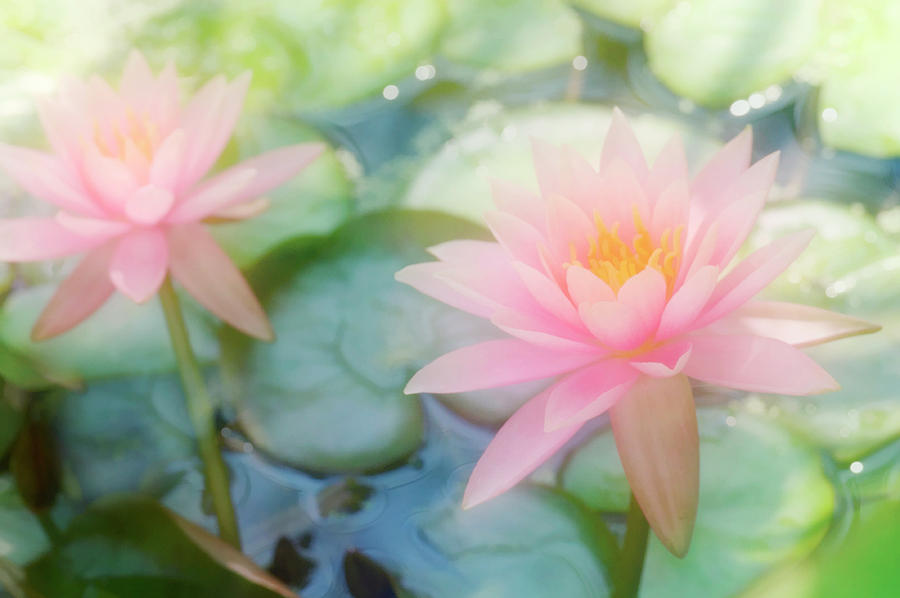 Water Lily (nymphaea colorado) Photograph by Maria Mosolova/science Photo Library