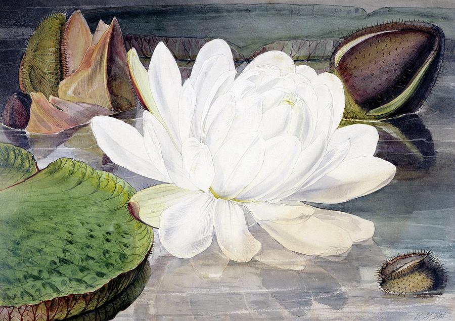 Water Lily (nymphaea Sp.) Photograph by Natural History Museum, London/science Photo Library