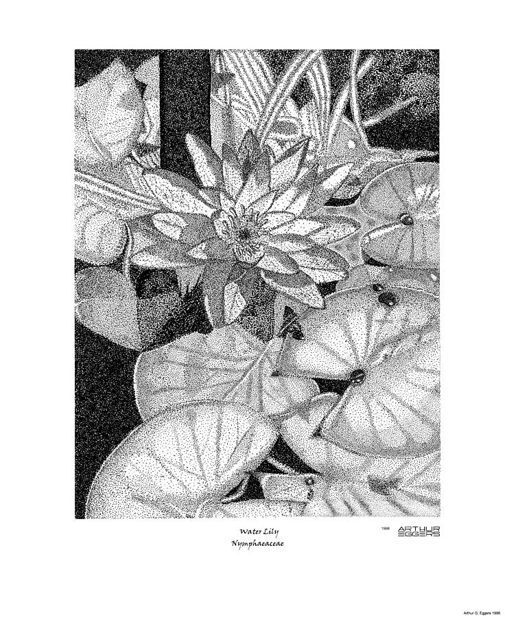 Water Lily Nymphaeacea Drawing by Arthur Eggers