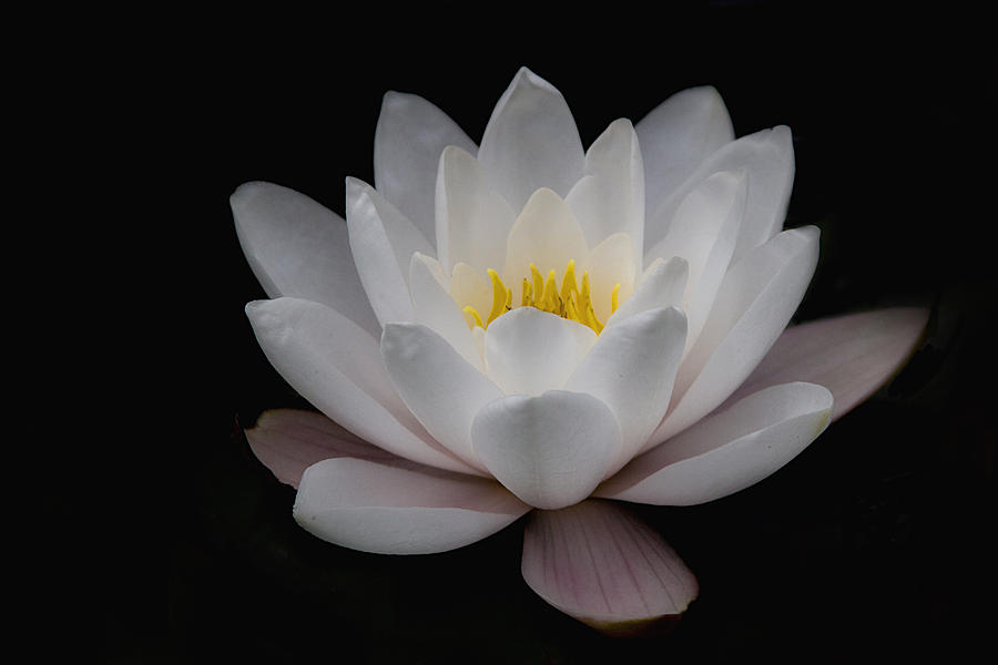 Water Lily on Black Photograph by Celine Pollard