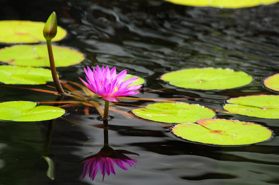 Lilly Photograph - Water Lily on the Pond by Greg Thelen