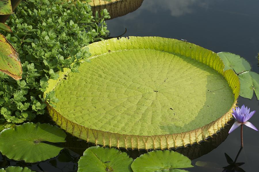 Water Lily Pad Longwood Photograph By Mark Holden Pixels   Water Lily Pad Longwood Mark Holden 