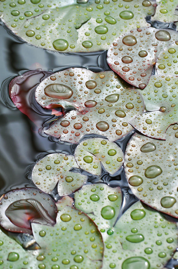 Water Lily Pads II Photograph by Kyle Hanson