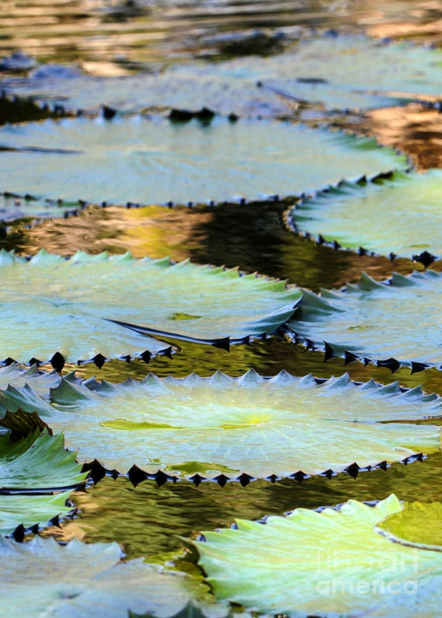Water Lily Pads in the Morning Light Photograph by Sabrina L Ryan