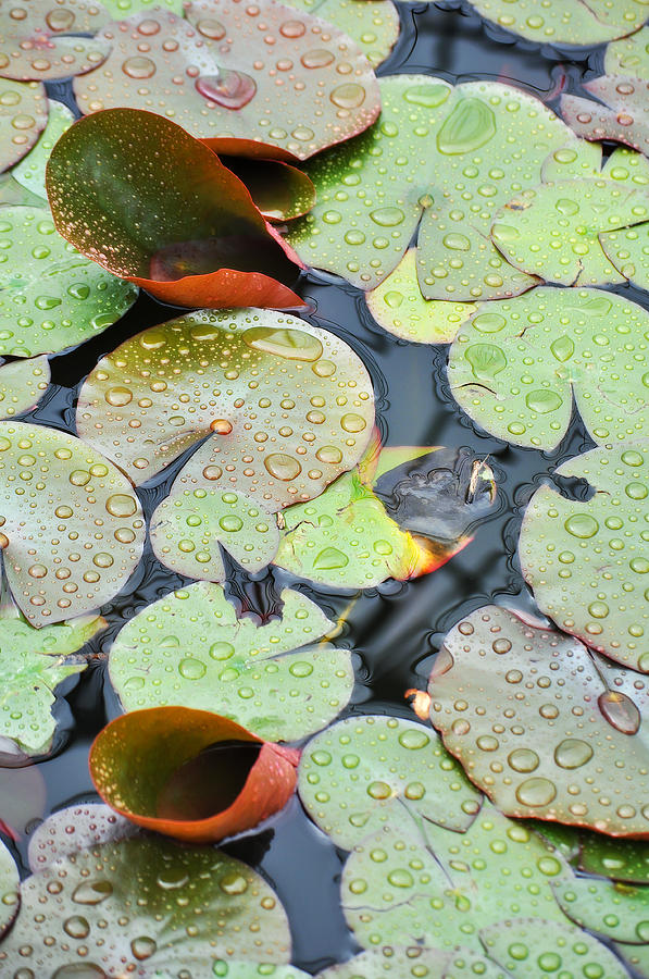 Water Lily Pads Photograph by Kyle Hanson