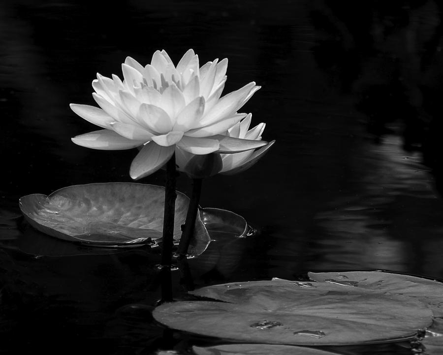 Water Lily Pair Photograph by Dawn Currie