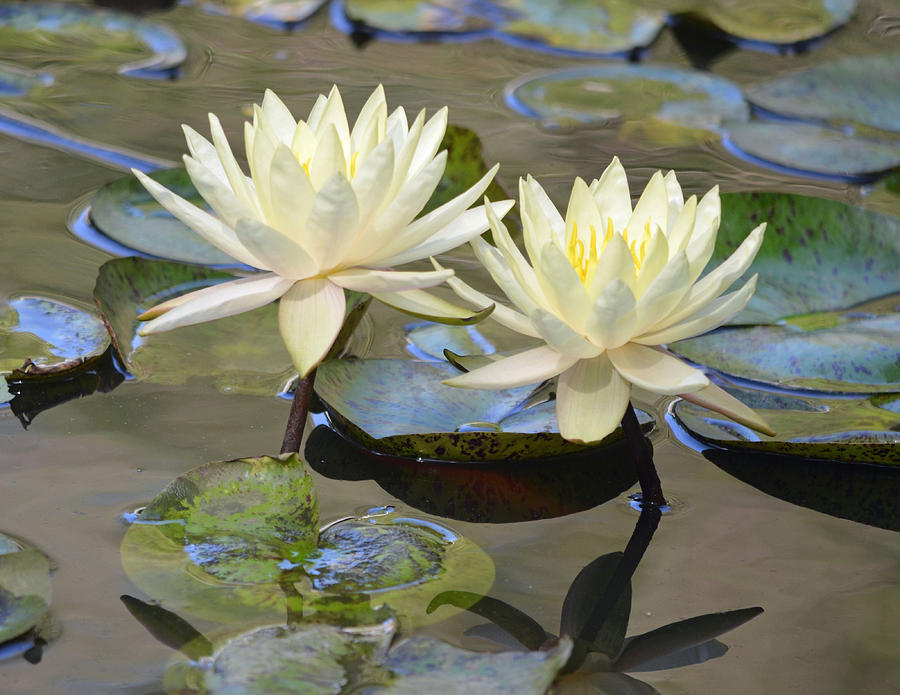 Water Lily Pair Photograph by Richard Bryce and Family