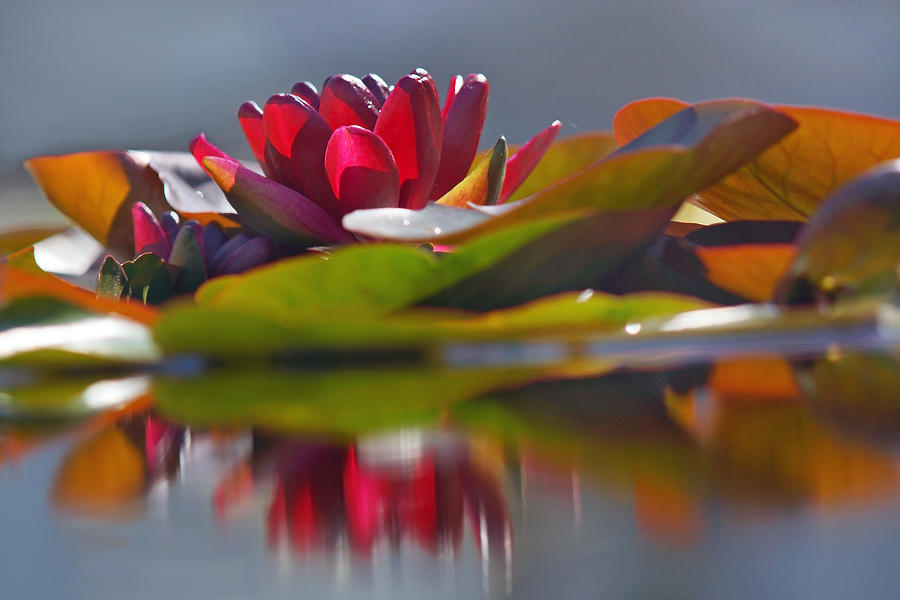 Water Lily Paradise Photograph by Leda Robertson