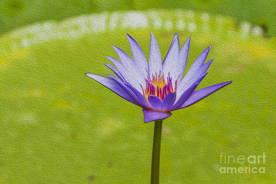 Water lily Photograph by Patricia Hofmeester