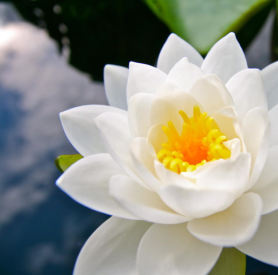 Water Lily Pyrography by Patricia Innes - Pixels