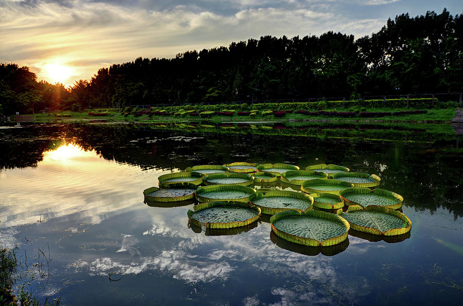 Water Lily Pattern Beijing Photograph by Andy Brandl