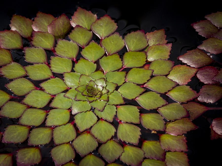 Water Lily Pattern Photograph by Jean Noren