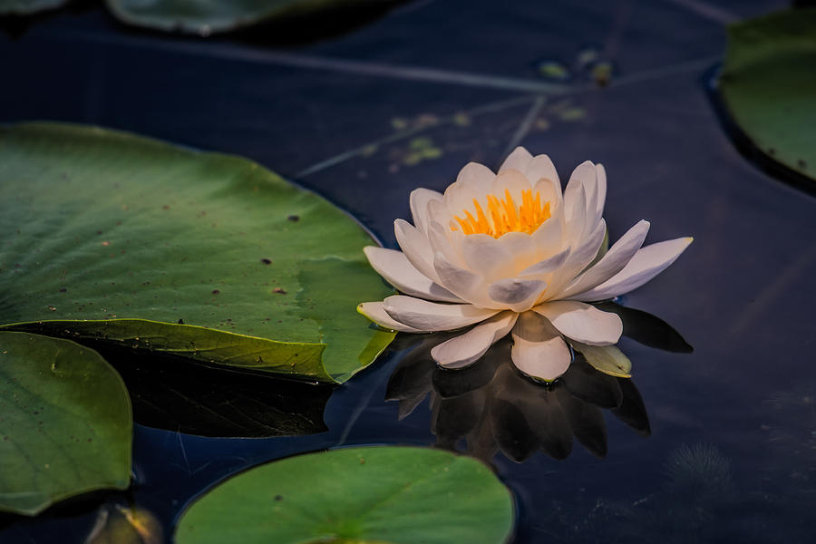 Water Lily Photograph by Paul Freidlund