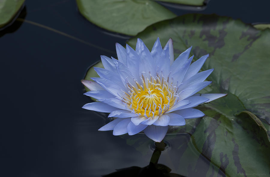 Water Lily Photograph by Phil Abrams