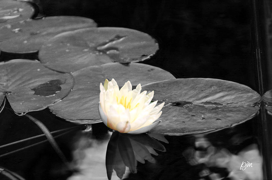 Water Lily Photograph by Phil Mancuso