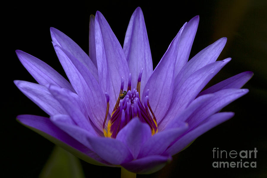 Water Lily Photo Photograph by Meg Rousher