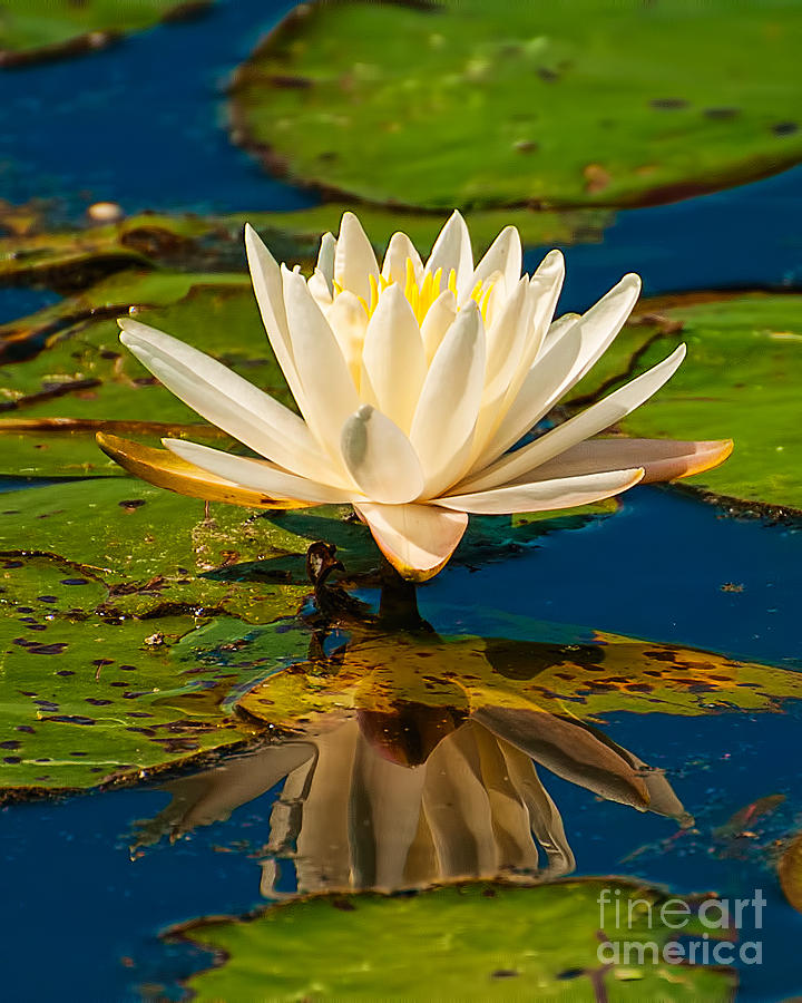 Water Lily Photograph