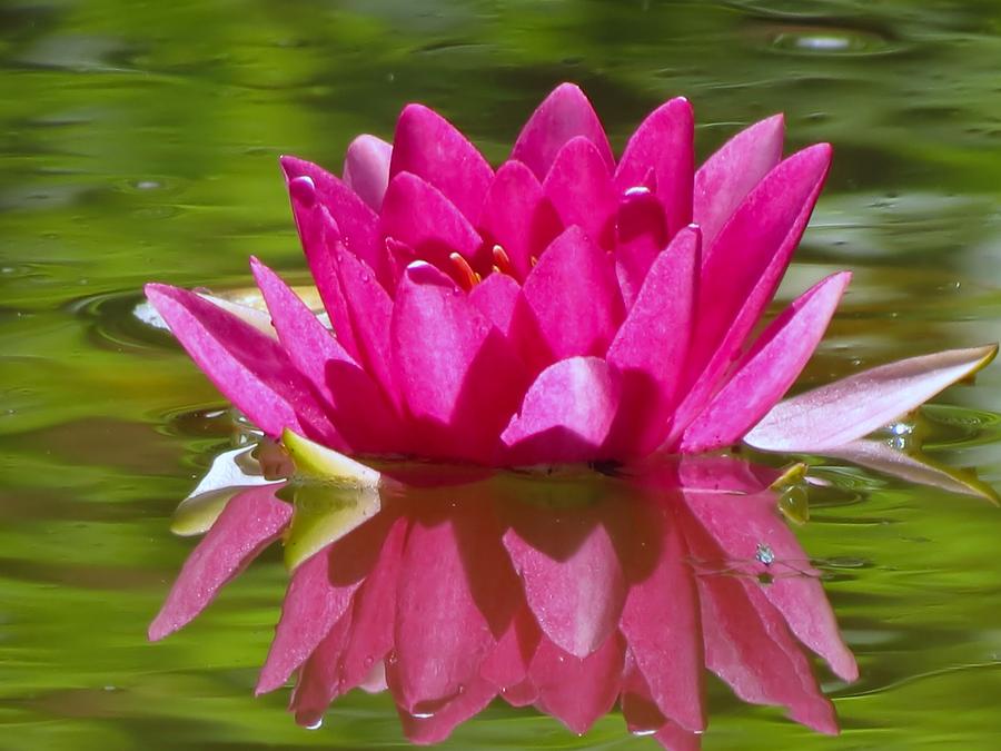 Water Lily Pink Photograph by MTBobbins Photography