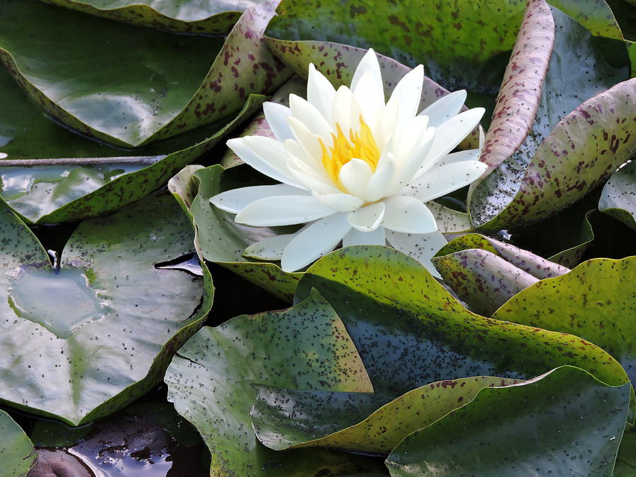 Water Lily Pond 3 Photograph by Victoria Feazell - Fine Art America