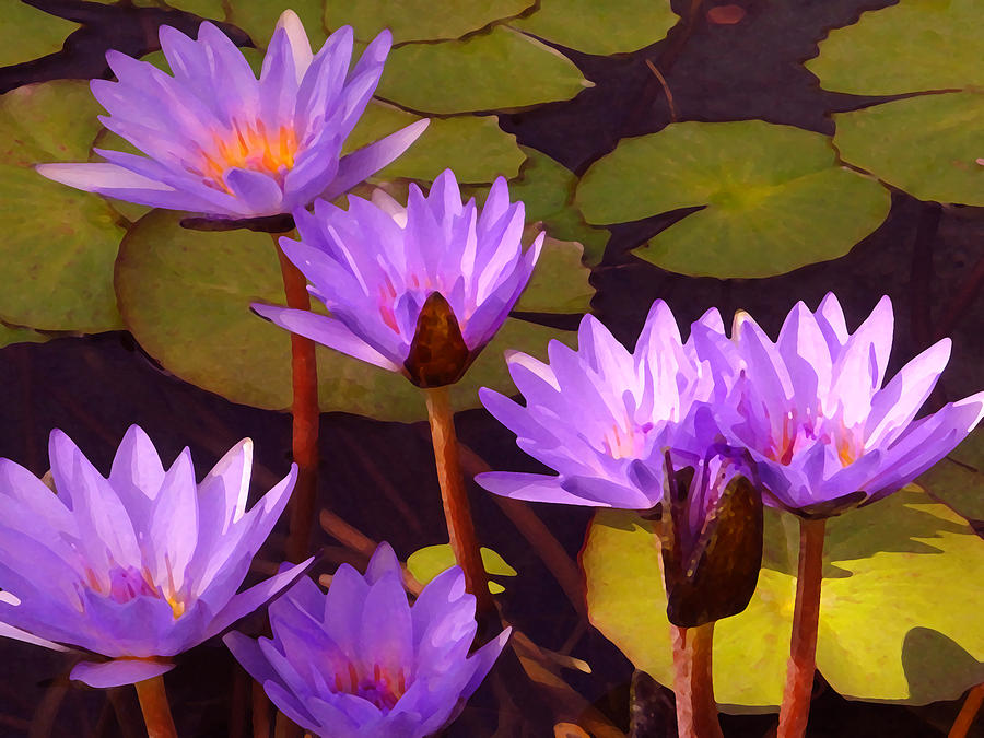 Water lily Pond Painting by Amy Vangsgard