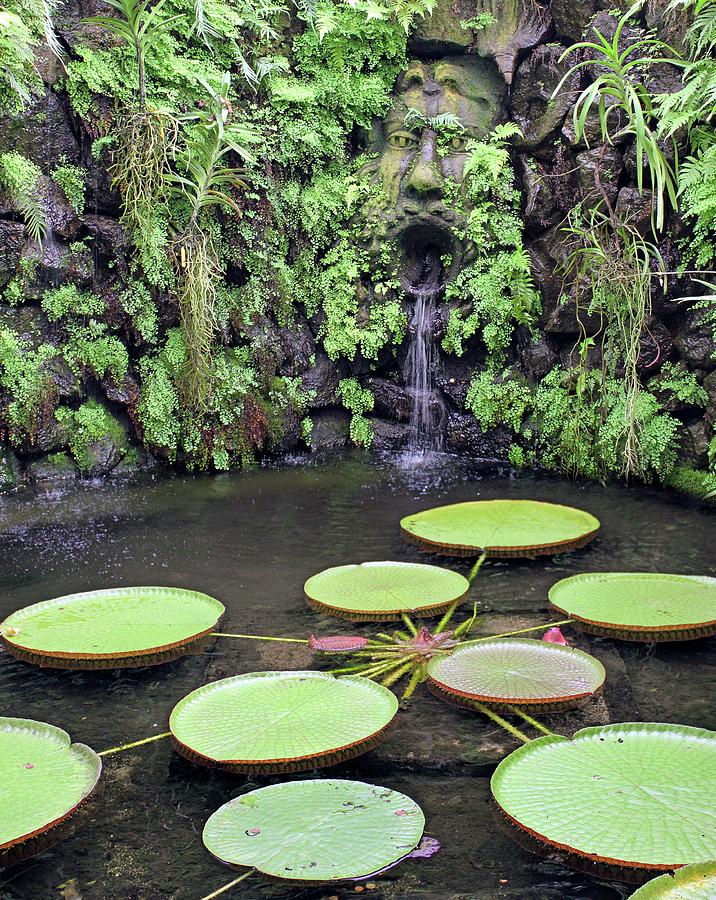 Water Lily Pond And Sculpture Photograph by Tony Craddock/science Photo Library