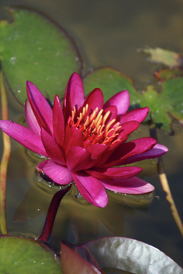 Flower Photograph - Water Lily Pond by Anna Miller