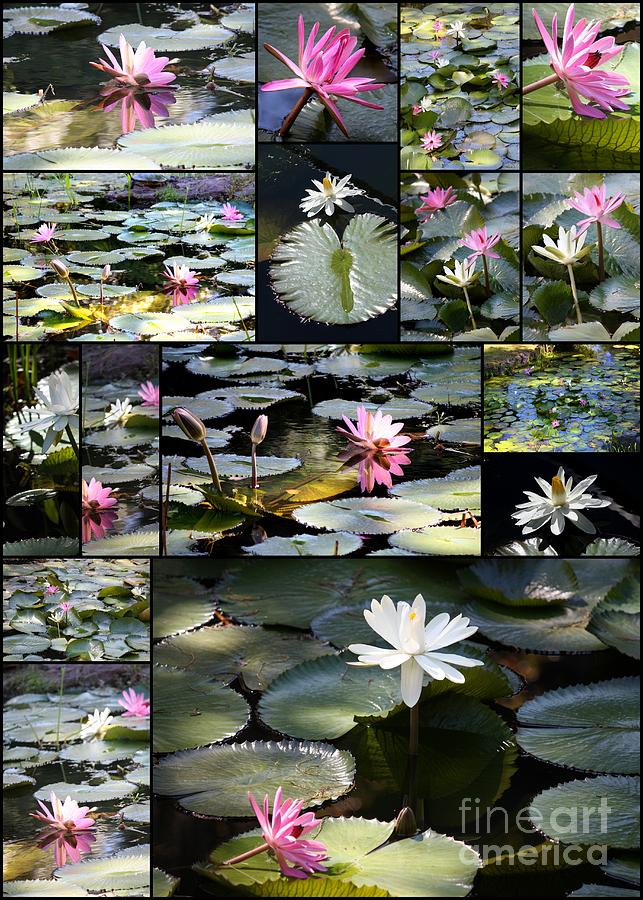 Water Lily Pond Collage 2 Photograph by Carol Groenen