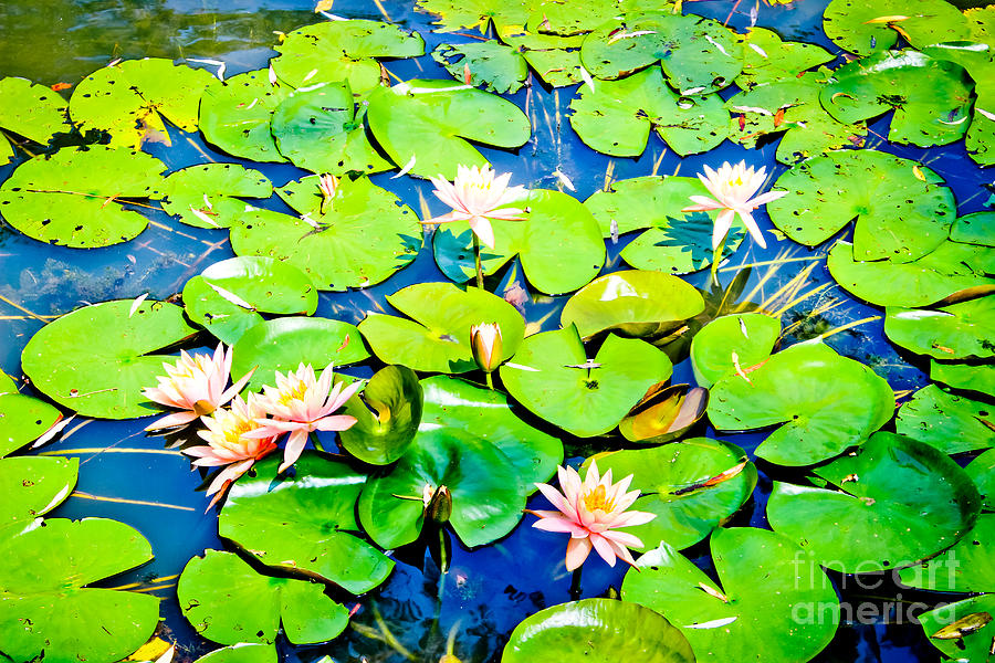 Lily Photograph - Water Lily Pond by Colleen Kammerer