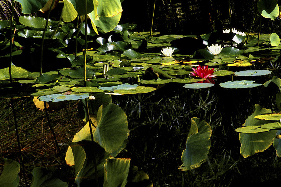 Water Lily Pond Photograph by Paul W Faust -  Impressions of Light