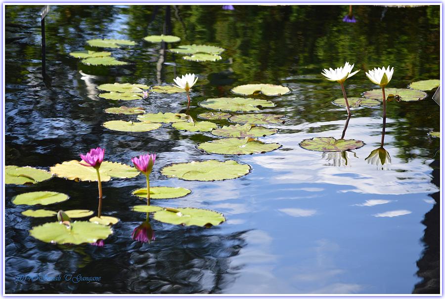 Water Lily Pond Photograph by Sonali Gangane