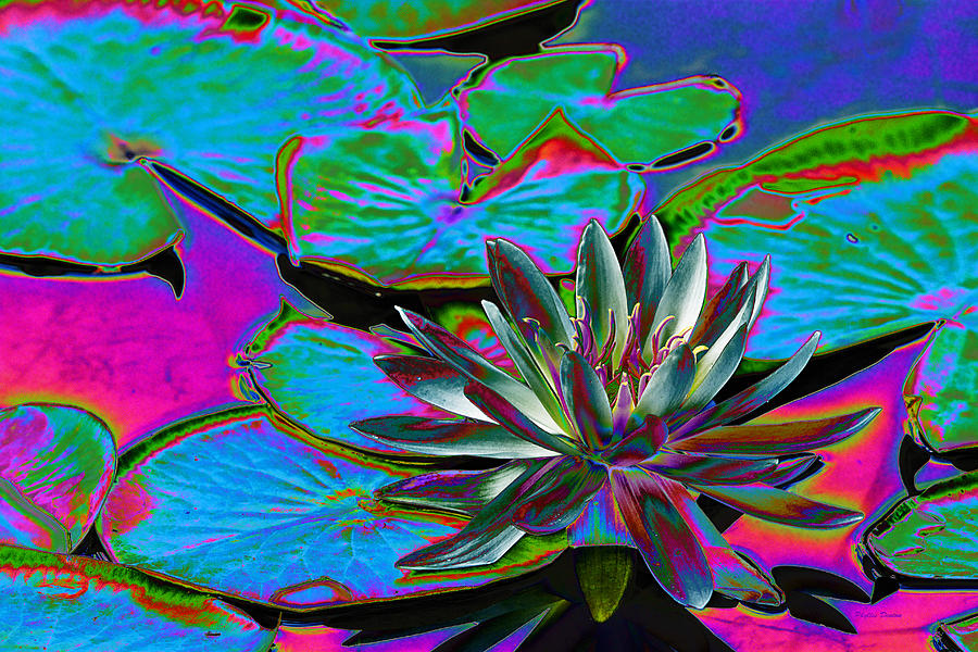 Water Lily Pop Art Photograph by Phyllis Denton