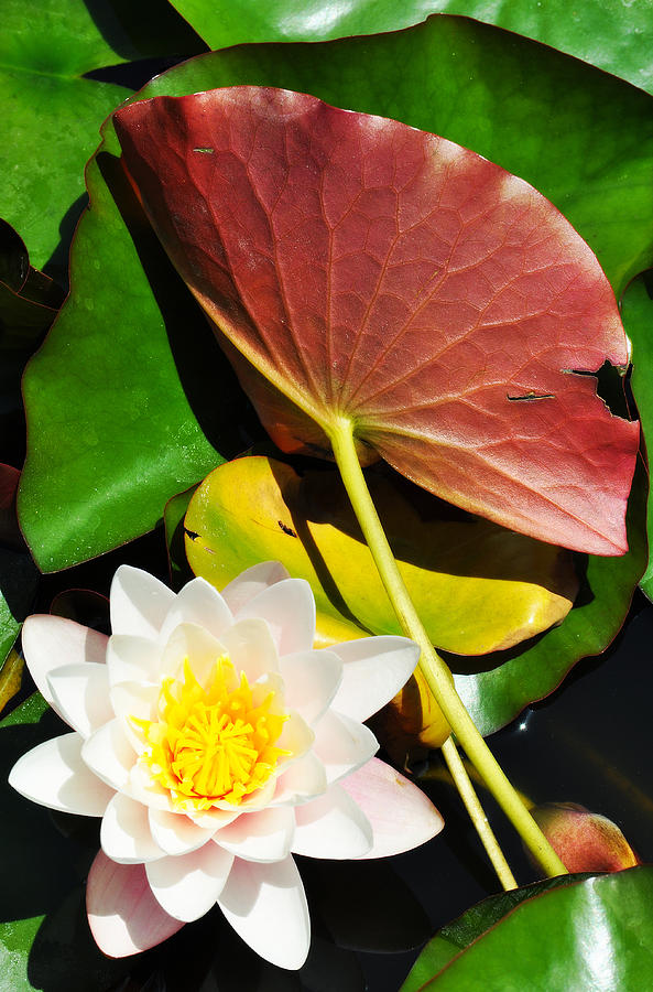 Water Lily Portrait Photograph by Kyle Hanson