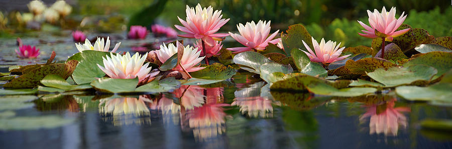 Water Lily Profusion Photograph by Leda Robertson