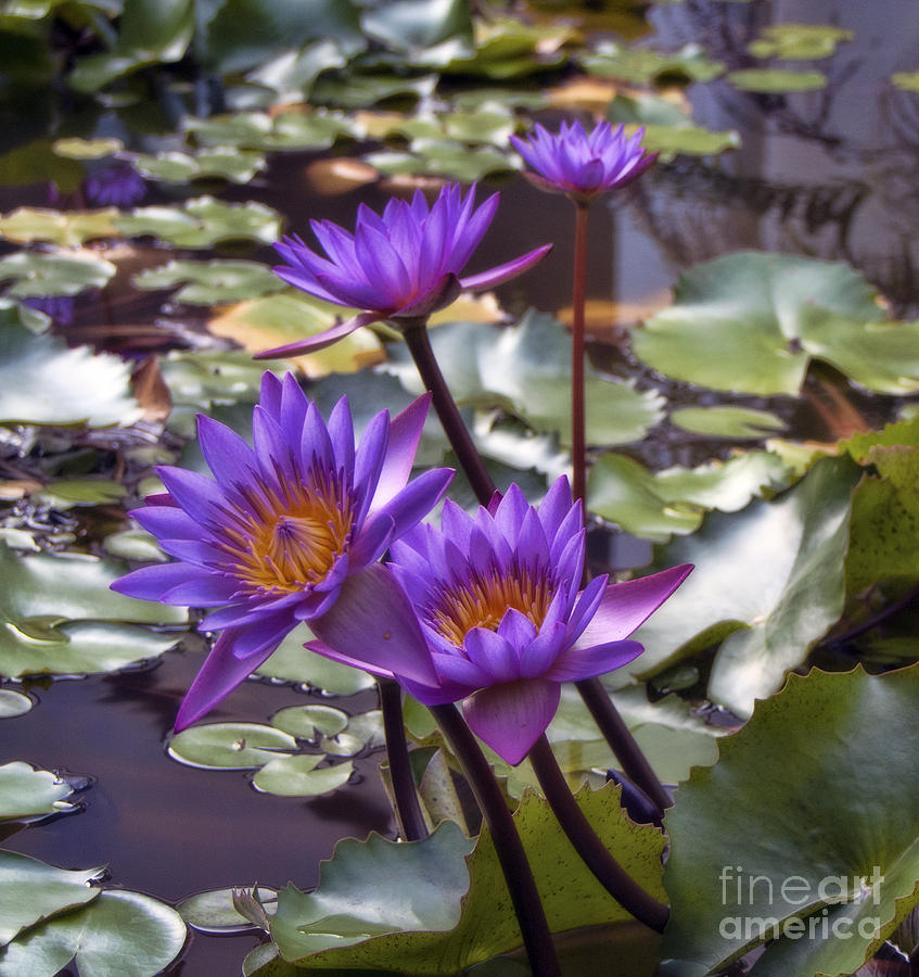 Water Lily Quartet Photograph by Karen Lewis