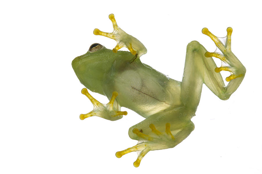 Water Lily Reed Frog Gorongosa Photograph by Piotr Naskrecki - Fine Art ...