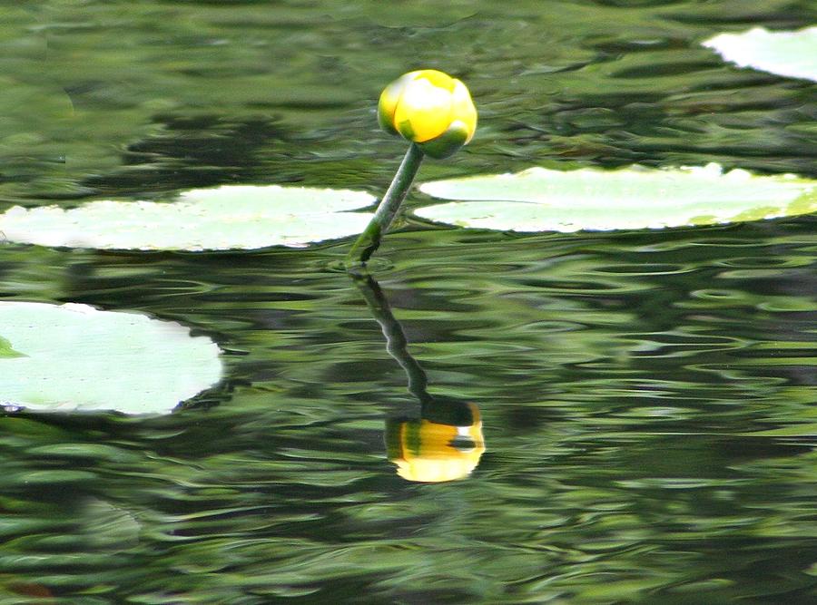 Water Lily Reflection Photograph by Barbara S Nickerson