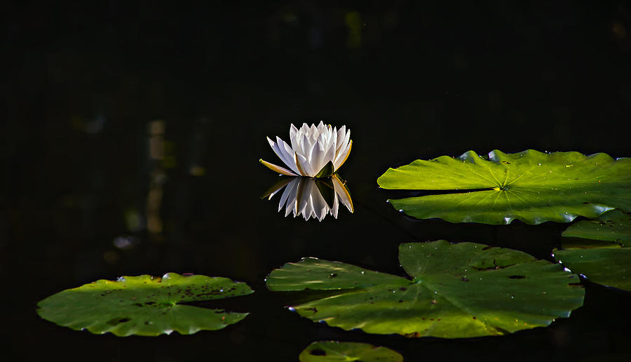 Water Lily Reflection  Photograph by Michael Whitaker